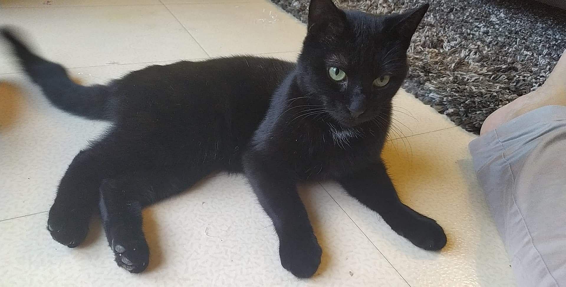 Photo chaton noir armand